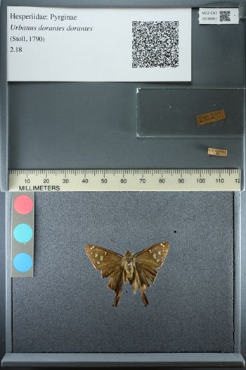 Media type: image;   Entomology 186961